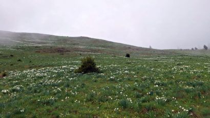 FOTO | Au înflorit narcisele din Munţii Rodnei!