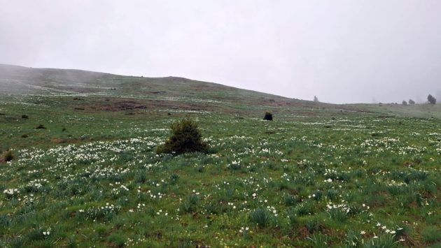 FOTO | Au înflorit narcisele din Munţii Rodnei!