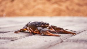 O specie invazivă de rac amenință ecosistemele marilor lacuri