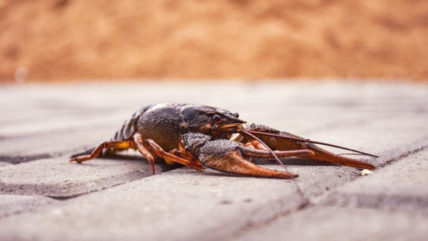 O specie invazivă de rac amenință ecosistemele marilor lacuri O specie invazivă de rac amenință ecosistemele marilor lacuri