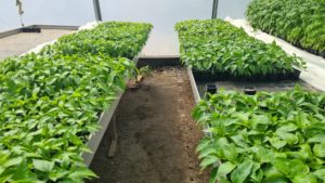 De la câmp la piață: prețuri mai mari