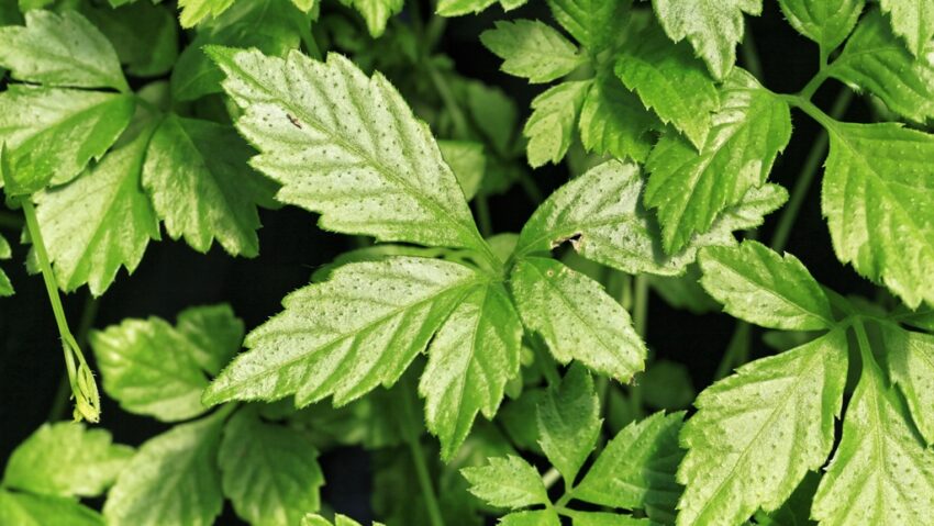 „Planta nemuririi” câștigă popularitate în Occident