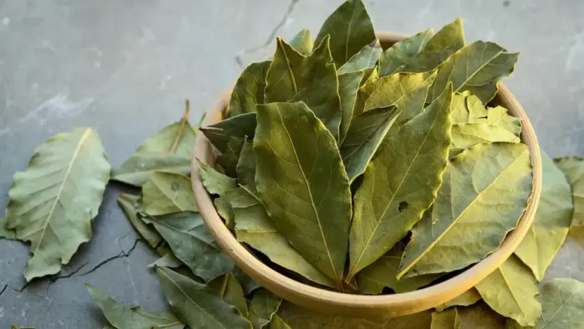 De ce este atât de preţios dafinul? De ce este atât de preţios dafinul?