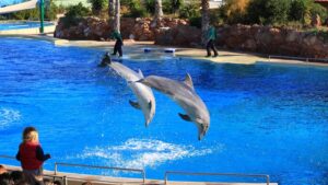 Adio delfinarii: mamiferele marine nu vor mai fi folosite în spectacole