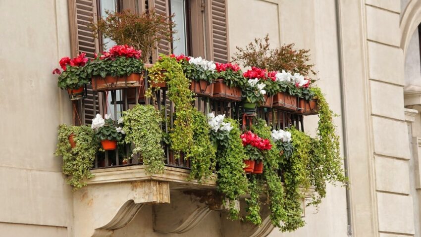 Sfaturi de urmat pentru îngrijirea florilor de balcon