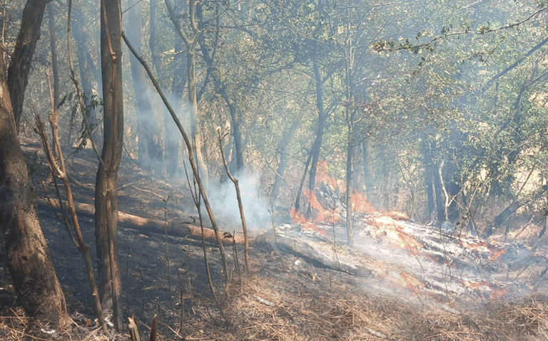 11 incendii de vegetație uscată produse în weekend