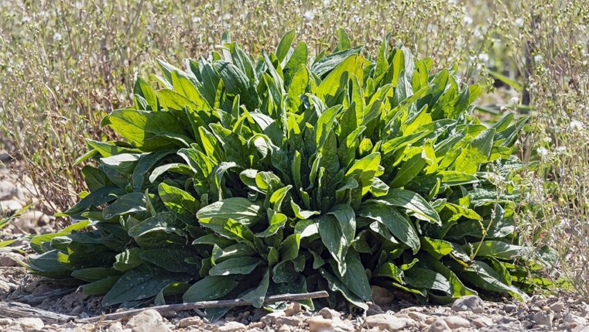 Planta care conţine mai mult fier decât spanacul şi mai multă vitamina C decât citricele