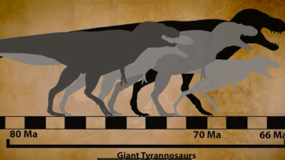 O nouă specie de dinozaur „rescrie” istoria evolutivă a tiranozaurilor