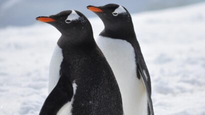 Pinguinii imperiali, în pericol