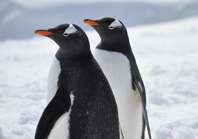 Pinguinii imperiali, în pericol Pinguinii imperiali, în pericol