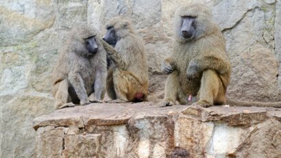 Eutanasie în masă la o grădină zoologică
