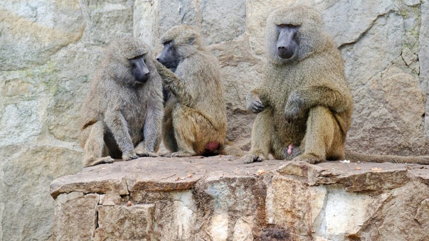 Eutanasie în masă la o grădină zoologică Eutanasie în masă la o grădină zoologică