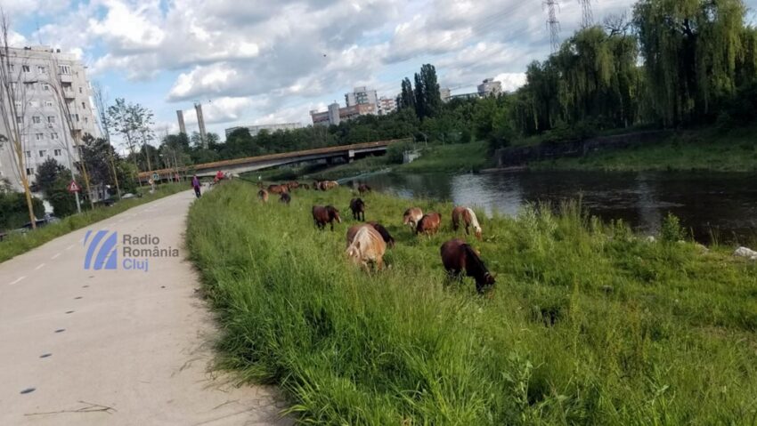 Amenzi simbolice pentru cei care aduc cai pe străzile Clujului Amenzi simbolice pentru cei care aduc cai pe străzile Clujului