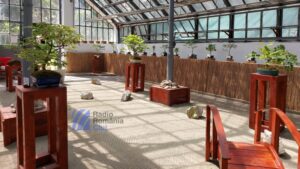 Bonsai cu povești unice, de admirat la Grădina Botanică
