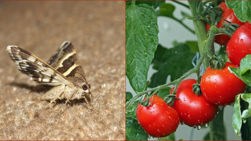 Comunicare tăcută între plante și insecte Comunicare tăcută între plante și insecte