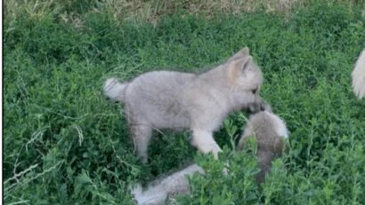 Premieră la Zoo Oradea: s-au născut primii pui de lup arctic din România!