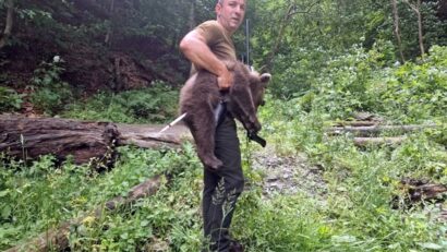 Unul dintre cei trei pui de urs din zona Transfăgăraşan a fost găsit