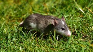 Temperaturi crescute, animale mai agresive