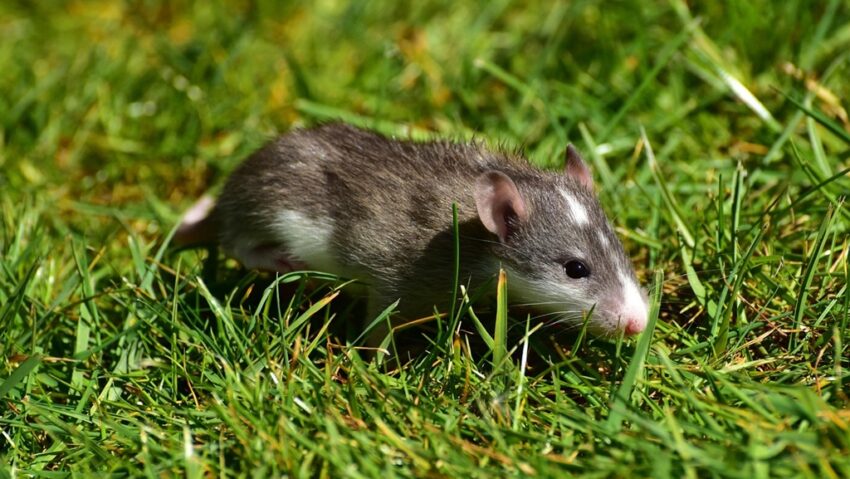 Temperaturi crescute, animale mai agresive