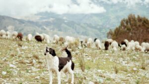 Cum ne ferim de câinii de stână – recomandări de la Salvamont