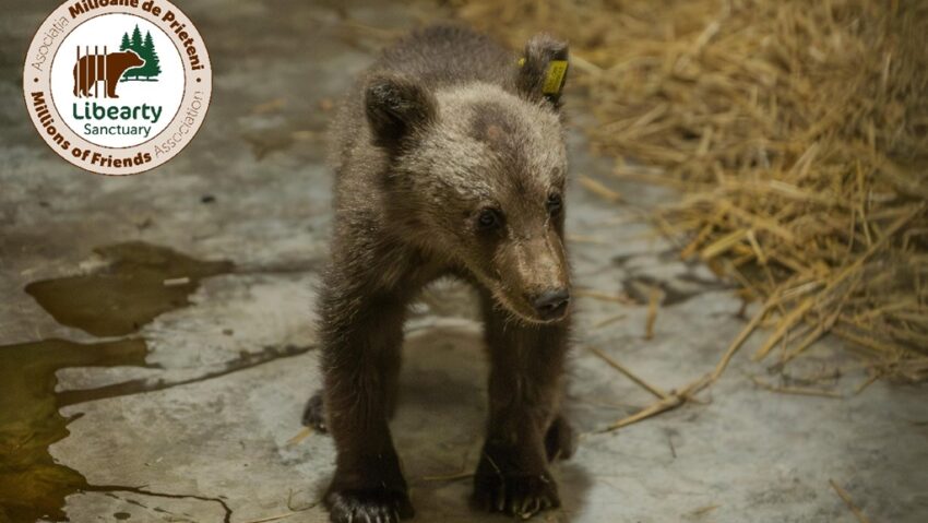 Luci, puiul de urs salvat după tragedia de pe Transfăgărășan a pășit din nou în libertate