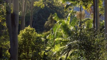 Mexic, Belize și Guatemala salvează pădurea tropicală