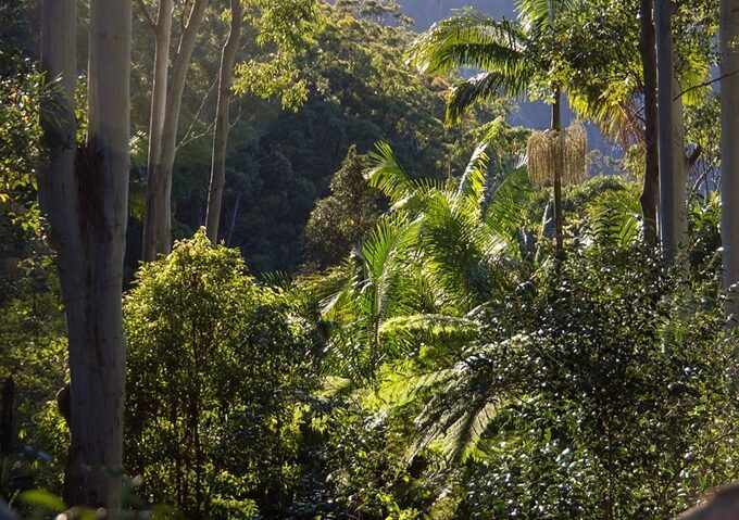 Mexic, Belize și Guatemala salvează pădurea tropicală Mexic, Belize și Guatemala salvează pădurea tropicală