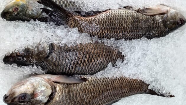 Recomandări InfoCons pentru alegerea peștelui și produselor din pește