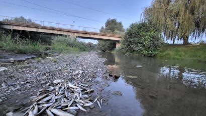 Catastrofă ecologică pe râul Avrig