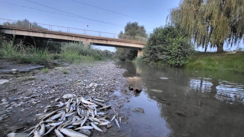 Catastrofă ecologică pe râul Avrig