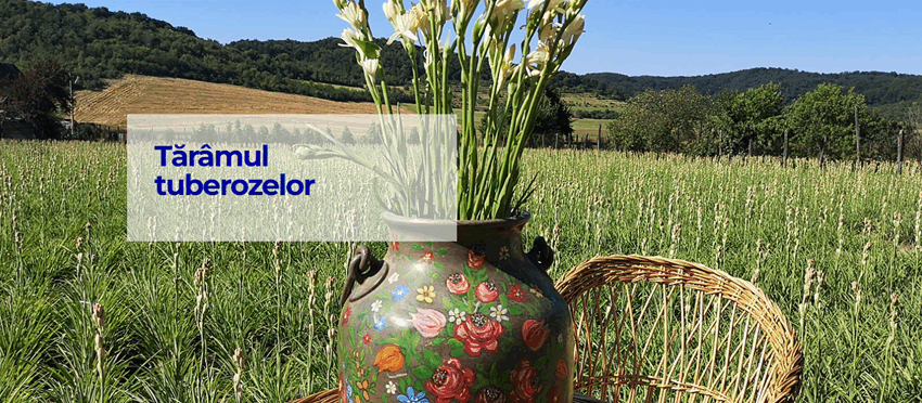 Un colț de rai din Transilvania – Tărâmul Tuberozelor