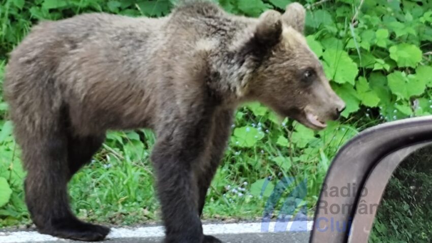 Tánczos Barna vrea să se dubleze cota de vânătoare a urșilor