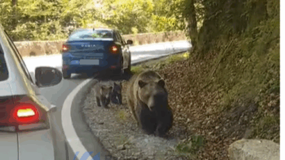 Cei care oferă hrană animalelor sălbatice riscă amenzi de până la 30.000 de lei