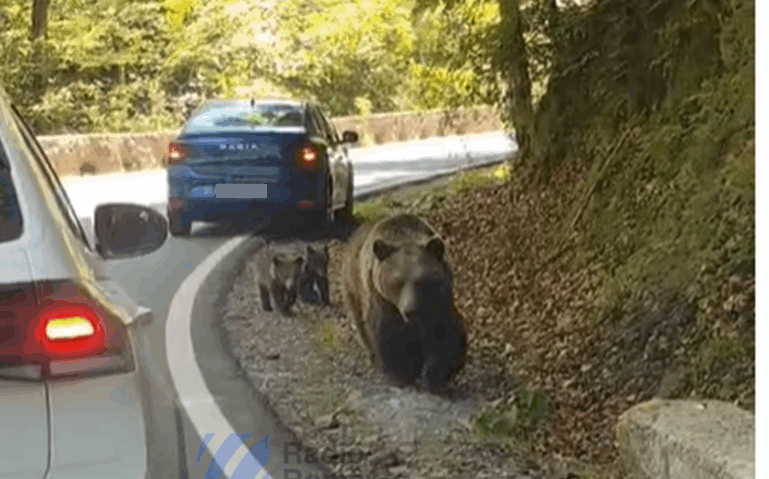 Cei care oferă hrană animalelor sălbatice riscă amenzi de până la 30.000 de lei