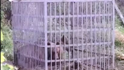 O ursoaică și puii ei, salvați și relocați