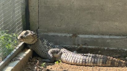 Un crocodil în județul Cluj | AUDIO