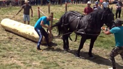 Decizie fermă: concursurile de tracțiune cabalină au fost interzise în județul Cluj!