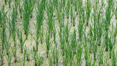 Premieră agricolă în Regatul Unit: orez made in UK