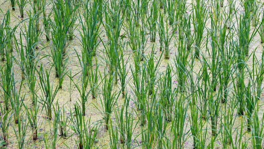 Premieră agricolă în Regatul Unit: orez made in UK