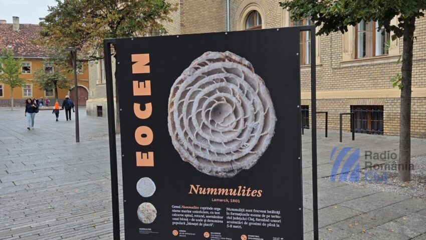 Comori din mările Clujului: expoziţie paleontologică spectaculoasă la UBB