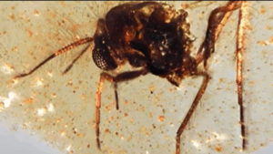 Chihlimbar vechi de 112 milioane de ani, cu fosile rare