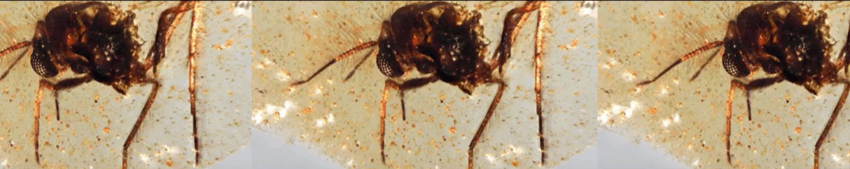 Chihlimbar vechi de 112 milioane de ani, cu fosile rare