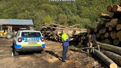 Razie de amploare – Tăieri ilegale de arbori și mită