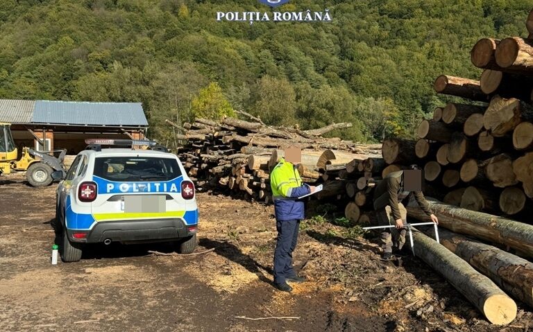 Razie de amploare – Tăieri ilegale de arbori și mită