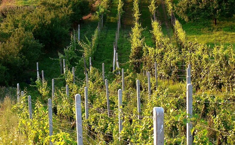 Culesul de toamnă… făcut de alții!