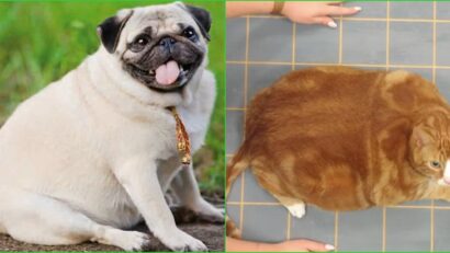 Obezitatea la animalele de companie