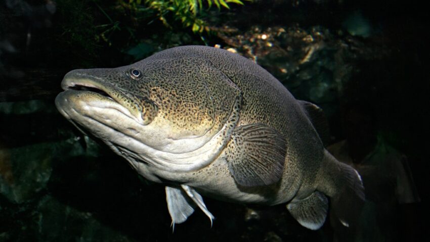 Record uimitor: codul Murray străbate 860 km