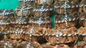 ”Crabul păros”, amenințat de schimbările climatice