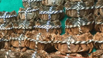 ”Crabul păros” amenințat de schimbările climatice