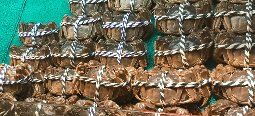 ”Crabul păros” amenințat de schimbările climatice